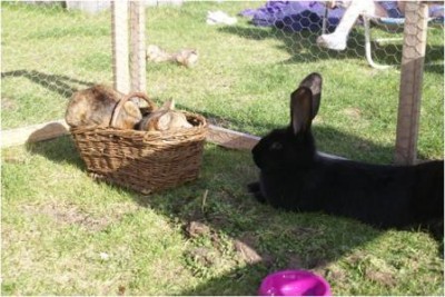 mich hat der Osterhase gebracht.jpg