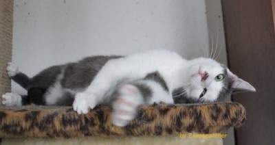 piggeldy.jpg (20.77 KiB) 7646-mal betrachtet piggeldy.jpg