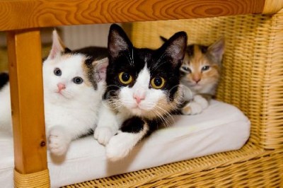 lunafinnimarae2sa.jpg (35.84 KiB) 7661-mal betrachtet lunafinnimarae2sa.jpg