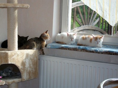 musketiere.jpg (152.88 KiB) 7649-mal betrachtet musketiere.jpg