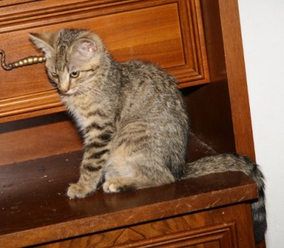 alice030811.jpg (49.71 KiB) 7649-mal betrachtet alice030811.jpg