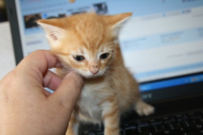 drops070711.jpg (67.44 KiB) 7652-mal betrachtet drops070711.jpg