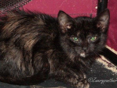 kira.jpg (55.29 KiB) 7656-mal betrachtet kira.jpg