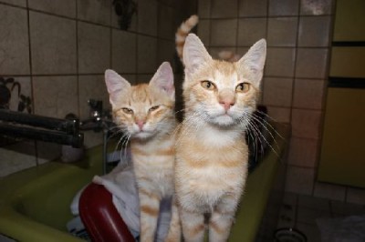 tomtaylor.jpg (75.47 KiB) 7658-mal betrachtet tomtaylor.jpg