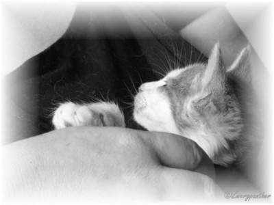 jerry.jpg (25.08 KiB) 7658-mal betrachtet jerry.jpg