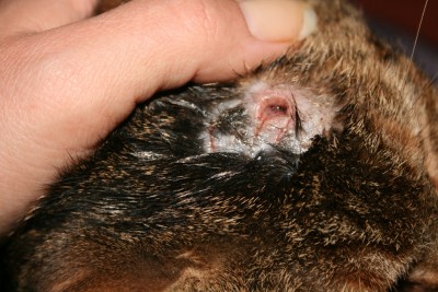 IMG_2617.JPG (401.77 KiB) 6069-mal betrachtet IMG_2617.JPG