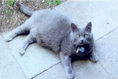 Strolchi_Astrid.jpg (46.53 KiB) 4613-mal betrachtet Strolchi_Astrid.jpg