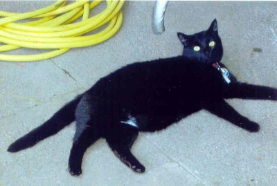 Zorro_Astrid.jpg (39.31 KiB) 4613-mal betrachtet Zorro_Astrid.jpg