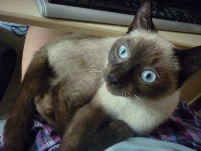 Ramon.JPG (105.63 KiB) 9026-mal betrachtet Ramon.JPG