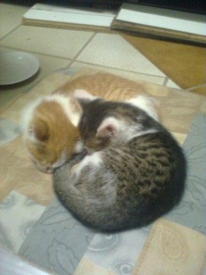 Bild 0015.jpg (207.71 KiB) 15462-mal betrachtet Bild 0015.jpg