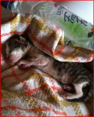 fynn.jpg (48.08 KiB) 15486-mal betrachtet fynn.jpg