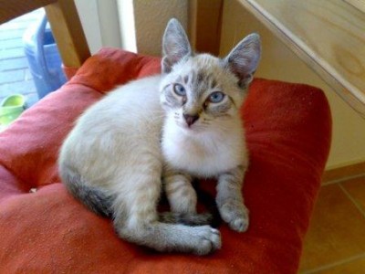 Gartenkatzen 006.jpg (26.84 KiB) 15258-mal betrachtet Gartenkatzen 006.jpg