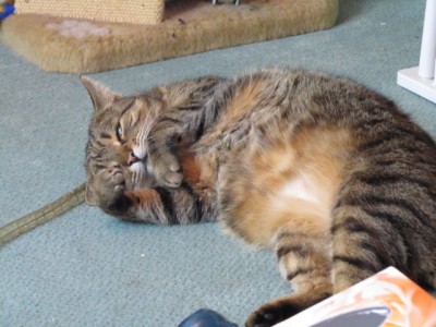 IMG_1775.JPG (129.1 KiB) 5012-mal betrachtet IMG_1775.JPG