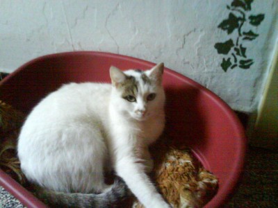 DSC00005kira.jpg (99.55 KiB) 18508-mal betrachtet DSC00005kira.jpg