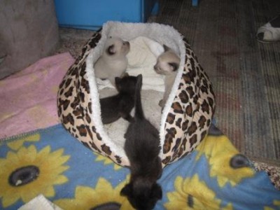Katzenkinder im Hundebett 1.jpg (28.34 KiB) 15486 mal betrachtet 4 kleine Kitten