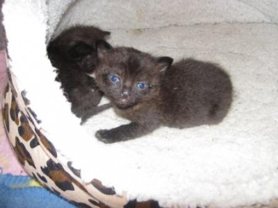 Katzensorgenkinder schwarz.jpg (24.11 KiB) 15480 mal betrachtet das sind unsere Sorgenkinder