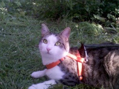 2011-07-06_18-08-13_184.jpg (31.54 KiB) 26743-mal betrachtet 2011-07-06_18-08-13_184.jpg