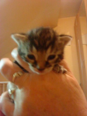 5ke5e7awqq64c5fjkzcgvzg0gps.jpg (45.54 KiB) 6159 mal betrachtet rocky