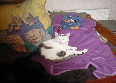 Simba.jpg (249.35 KiB) 25452-mal betrachtet Simba.jpg