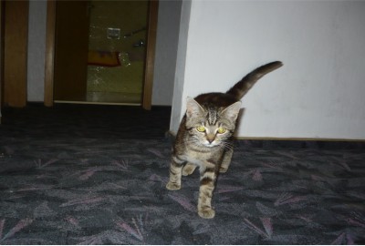 Pauline.jpg (241.84 KiB) 26704-mal betrachtet Pauline.jpg