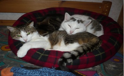 Gruppenfoto!.jpg (241.19 KiB) 27460 mal betrachtet Minki, Simba und Trunks (grade dass sie noch alle drei ins Körbchen passen *lach*)