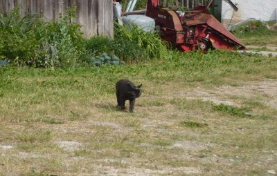 Frau Mandarine.jpg (248.81 KiB) 26214-mal betrachtet Frau Mandarine.jpg