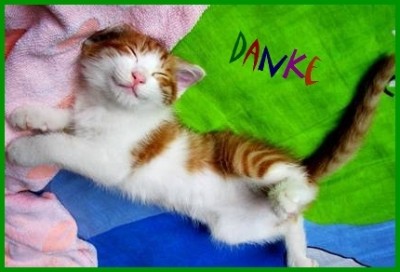 lachende-katze-danke.jpg (102.74 KiB) 5546-mal betrachtet lachende-katze-danke.jpg