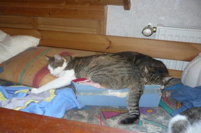 Mittagsschläfchen.jpg (245.47 KiB) 22002 mal betrachtet Ein kleines Nickerchen...