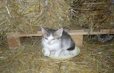 Noch namenloses Katerle 2.jpg