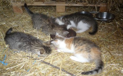 Kleine.jpg (247.66 KiB) 8065 mal betrachtet Fütterung sämtlicher Raubtiere^^ (Von li. nach re.: Fee, Toki, Sam und Kushi)