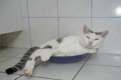 Simba.jpg (235.23 KiB) 20433 mal betrachtet So kann man den Trinkbrunnen natürlich auch nutzen^^