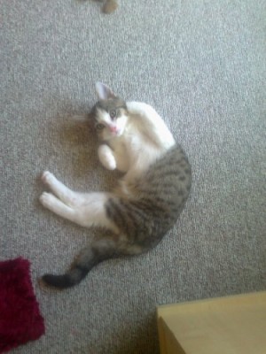 c178abc9.m(1).jpg (45.91 KiB) 25615-mal betrachtet c178abc9.m(1).jpg