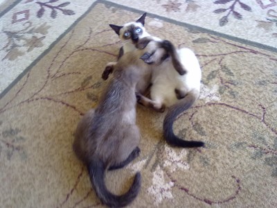 12072011592.jpg (253.84 KiB) 14058-mal betrachtet 12072011592.jpg