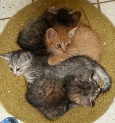 vivibabys2.jpg (66.9 KiB) 7852-mal betrachtet vivibabys2.jpg