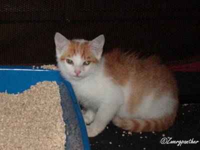 billy.jpg (45.76 KiB) 7844-mal betrachtet billy.jpg