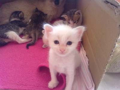 nette 034.jpg (202 KiB) 11565-mal betrachtet nette 034.jpg