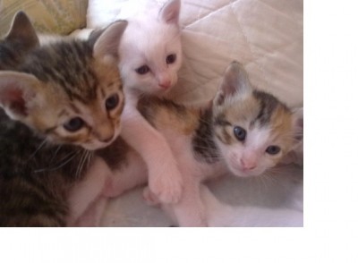Kitten fast  4 Wochen alt 003.jpg
