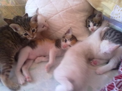 Kitten fast  4 Wochen alt 004.jpg