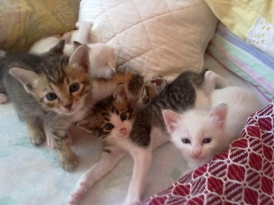 Kitten fast  4 Wochen alt 008.jpg