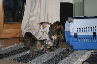 fee_kiki.jpg (68.47 KiB) 19942-mal betrachtet fee_kiki.jpg