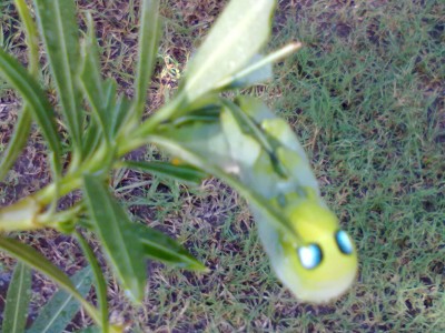 Ein neues Monster mit Augen,die mich fixierten 010.jpg