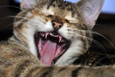 _DSC3788.jpg (545.01 KiB) 5957-mal betrachtet _DSC3788.jpg