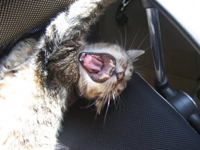 IMG_5165.jpg (93.16 KiB) 5956-mal betrachtet IMG_5165.jpg