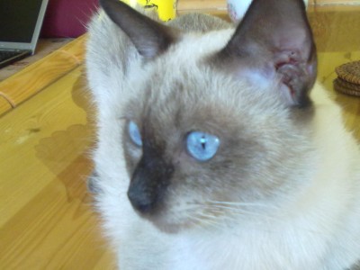 Nettes Kitten 6 Wochen alt 006.jpg