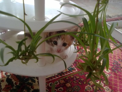 Nettes Kitten 6 Wochen alt 011.jpg