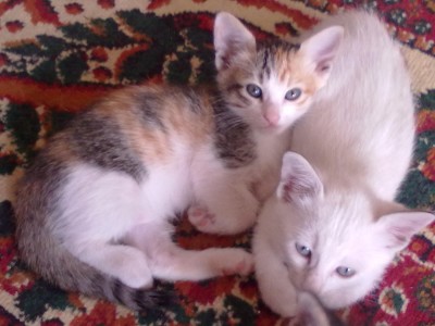 Nettes Kitten 6 Wochen alt 016.jpg