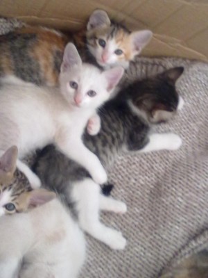Nettes Kitten 6 Wochen alt 026.jpg