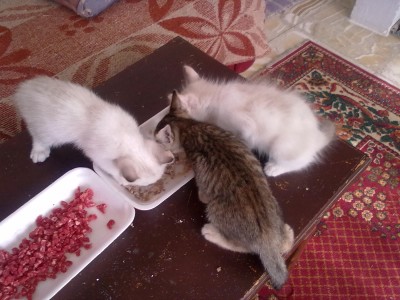 Nettes Kitten 6 Wochen alt 012.jpg