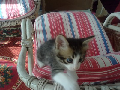 Nettes Kitten 6 Wochen alt 009.jpg
