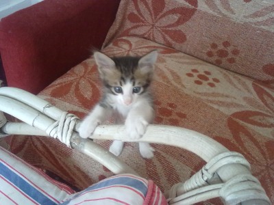 Nettes Kitten 6 Wochen alt 008.jpg